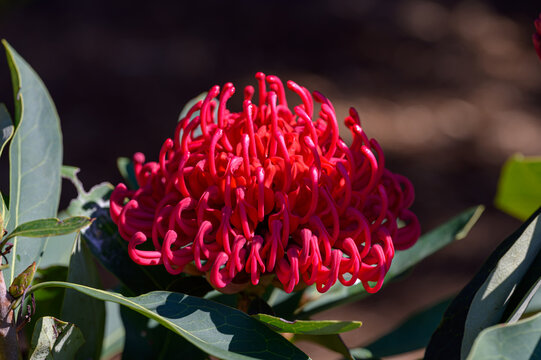 Selective focus of Australian native plant waratah shady lady flower