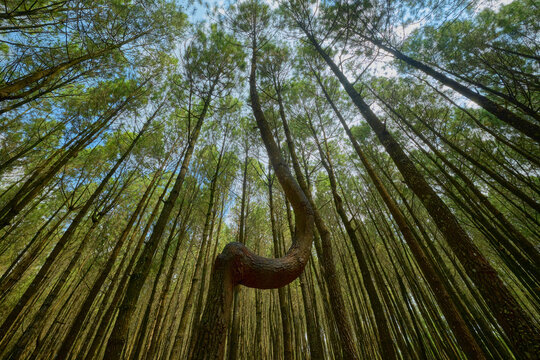 View of the unique curved pine tree at Pesona Wisata Alam Kalipasang surrounded by tall straight trees reaching towards the blue sky in Getasan, Central Java, Indonesia.