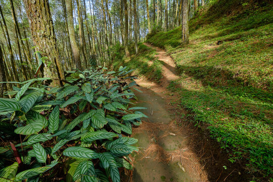 View of Pinea Forest Mangli with a dirt path winding through tall pine trees and lush green foliage in Ngablak, Central Java, Indonesia.