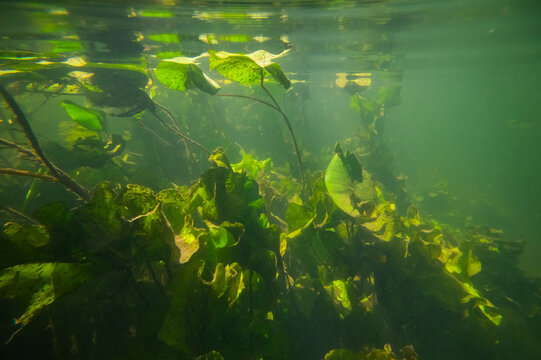 View of Klatovske rameno with lush aquatic plants and water lilies submerged in the clear river water in Horne Myto, Trnava Region, Slovakia.