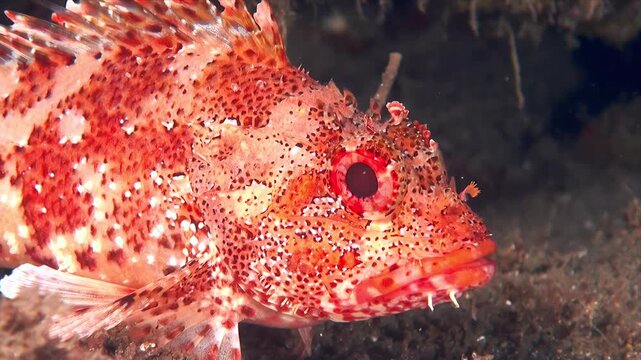 Blackbelly rosefish resting on ocean floor in deep marine habitat