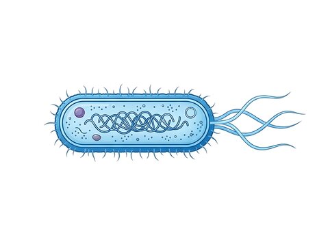 Bacterium cell with dna and flagella illustration