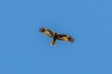 Fototapeta premium White tailed eagle at the beautiful Danube Delta, a famous landmark of Romania