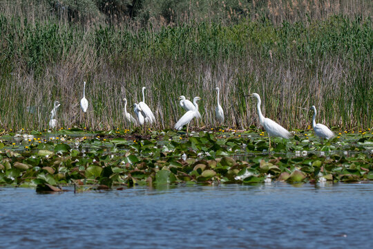 Flock of egrets at the beautiful Danube Delta, a famous landmark of Romania