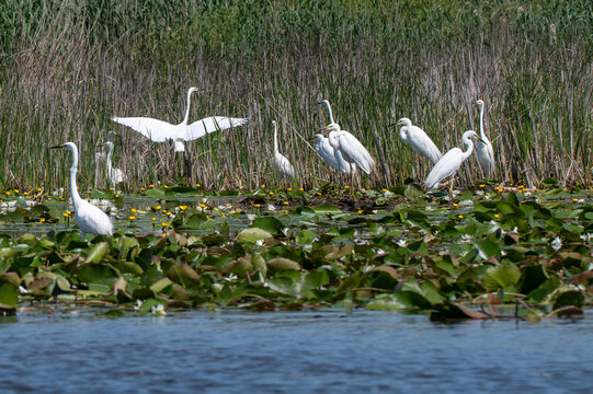 Flock of egrets at the beautiful Danube Delta, a famous landmark of Romania