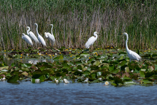 Flock of egrets at the beautiful Danube Delta, a famous landmark of Romania