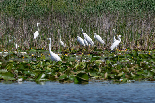 Flock of egrets at the beautiful Danube Delta, a famous landmark of Romania