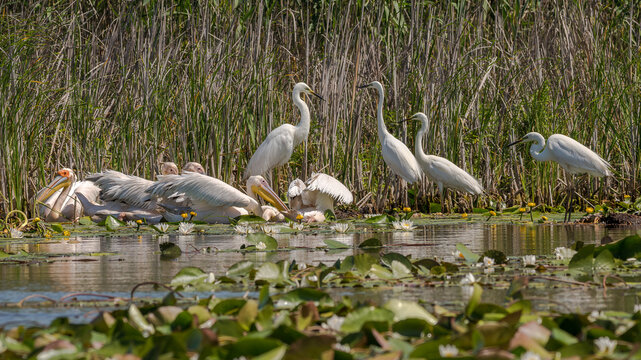 Flock of egrets at the beautiful Danube Delta, a famous landmark of Romania