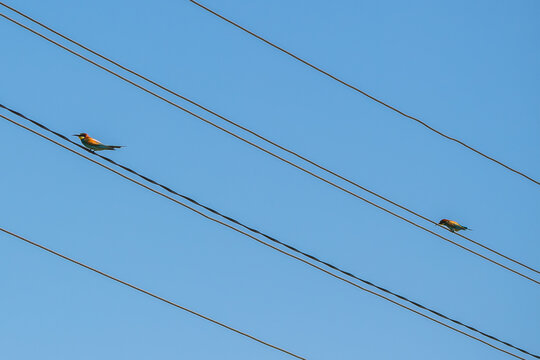 Bee eater at the beautiful Danube Delta, a famous landmark of Romania