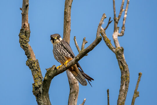 Eurasian hooby or falco subbuteo, a specie of a falcon at Danube Delta, the famous landmark in Romania