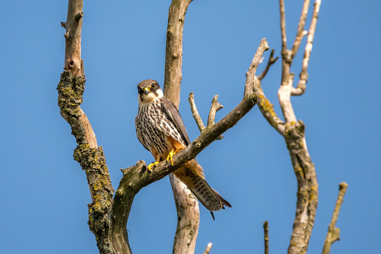 Eurasian hooby or falco subbuteo, a specie of a falcon at Danube Delta, the famous landmark in Romania
