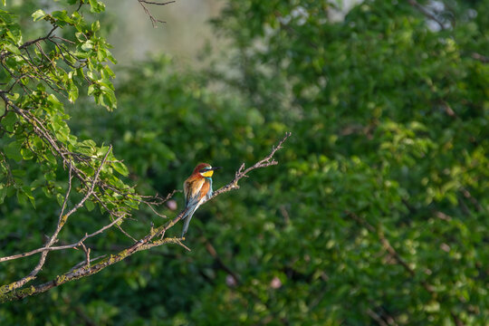 Bee eater at the beautiful Danube Delta, a famous landmark of Romania