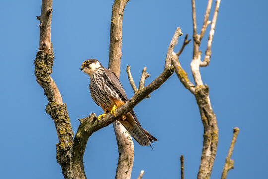 Eurasian hooby or falco subbuteo, a specie of a falcon at Danube Delta, the famous landmark in Romania