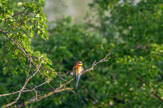 Bee eater at the beautiful Danube Delta, a famous landmark of Romania