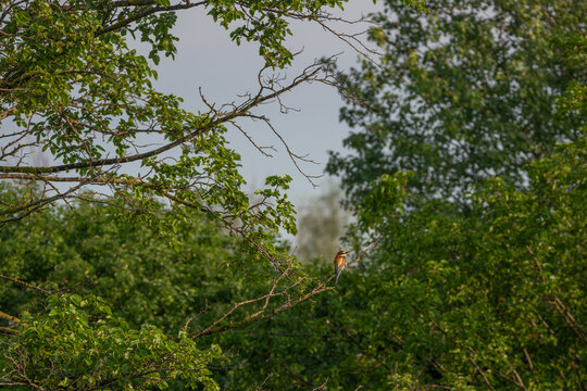 Bee eater at the beautiful Danube Delta, a famous landmark of Romania