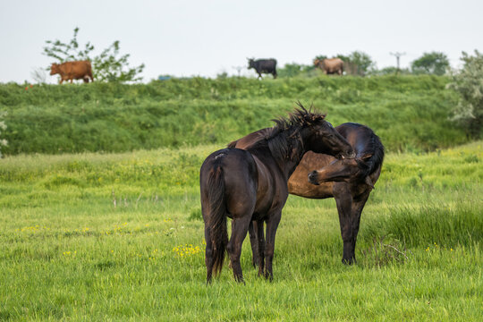 Wild horses at the beautiful Danube Delta, a famous landmark of Romania