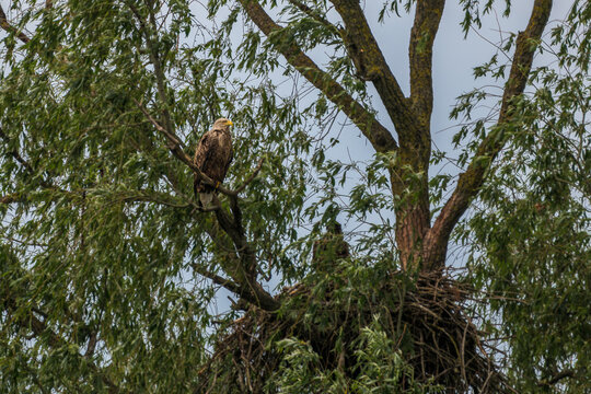 White tailed eagle at the beautiful Danube Delta, a famous landmark of Romania