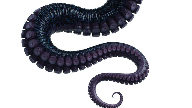 Dark purple octopus tentacle with suckers, isolated on transparent background