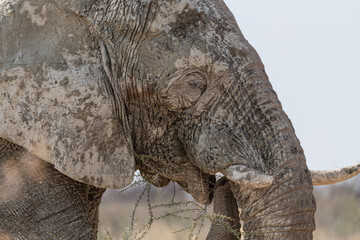 Mud covered African Elephant eating in Etosha National Park, Namibia, Africa © dvlcom