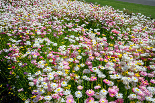 Paper daisy, Rhodanthe Asteraceae, sunray or pink paper daisy a genus Australian plant, Spring background of Australian pink and white everlasting daisies, strawflowers and paper daisies