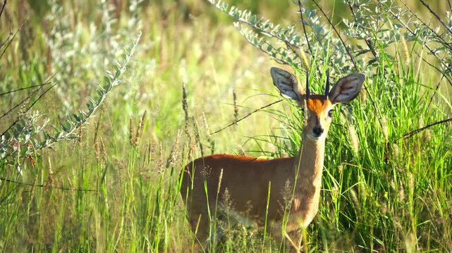 Steenbok standing alert in tall green savanna grass wildlife footage