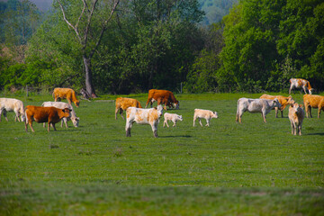 The picture shows a green field where cattle and calves are grazing peacefully in nature. © Ordódi