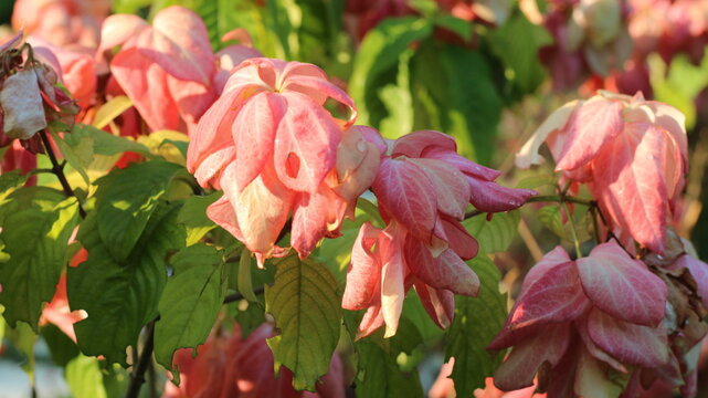 Pink Medinilla magnifica Flower Cluster with Green Leaves in Tropical Garden