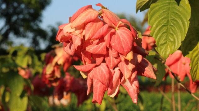 Pink Medinilla magnifica Flower Cluster with Green Leaves in Tropical Garden