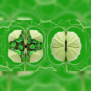 Plant Stomata Open and Closed Mechanism Vector Diagram Illustration