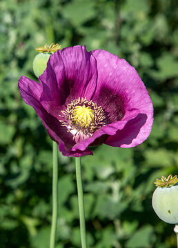 Opium poppy heads, close-up. Papaver somniferum, commonly known as the opium poppy or breadseed poppy, is a species of flowering plant in the family Papaveraceae.