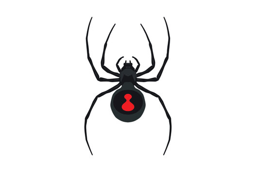Black widow spider illustration features a red hourglass marking on its abdomen