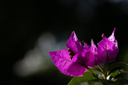 A close-up of a blooming bougainvillea, with the sun shining through its delicate leaves. The background is dark.