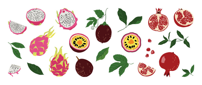 Tropical fruit illustration collection. Vector dragon fruit, passion fruit and pomegranate with leaves, slices and seeds in a colorful botanical food set for packaging.