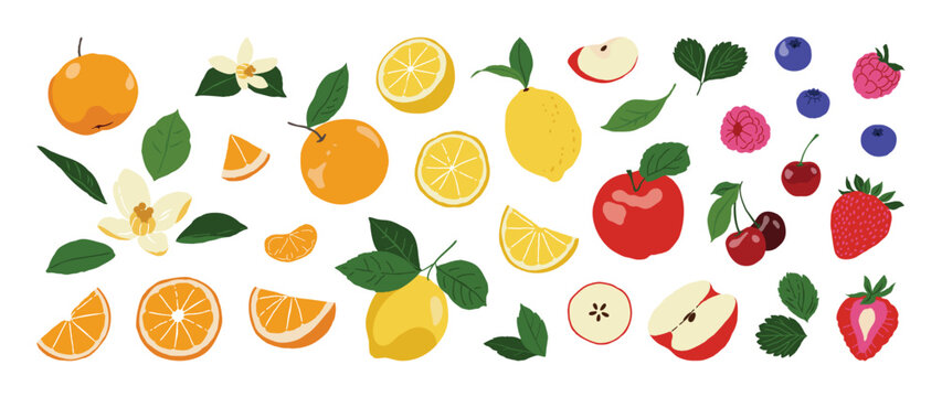 Citrus and berry fruit illustration collection. Vector oranges, lemons, apples, cherries, strawberries, blueberries and leafy branches for fresh food packaging and menu design.