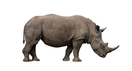White Rhinoceros Side Profile Isolated PNG Cutout © SpectraFocus