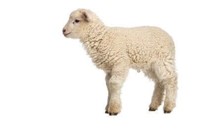 Fluffy white lamb standing, isolated on transparent background © George