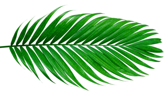 Vibrant green palm frond leaf detailed with natural veins, isolated on transparent background