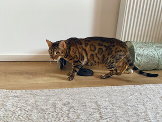Spotted Bengal cat stands in a low, cautious stance on a wooden floor indoors © lmot11