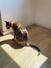 Bengal Cat sits on a light-colored wooden floor in a bright patch of natural sunlight © lmot11