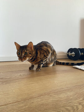 Bengal cat crouches alertly on a light wooden floor