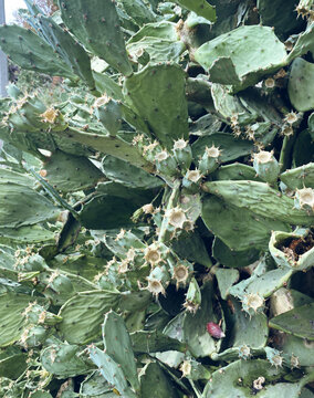 Dense cluster of prickly pear cactus pads grows with numerous green fruits