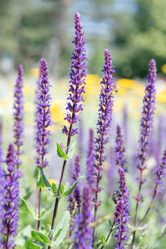 Beautiful nature. Summer blooming flower. Blooming flower field. Field of lavender. Lavender flowers in summer. France Provence lavender field. Purple lavender bloom in nature