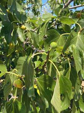 Ripening green figs hang from the branches of a fig tree amidst lush green leaves under bright daylight