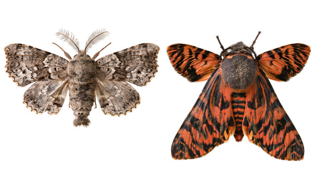Isolated pair of unique moths, one showing cryptic camouflage, the other vibrant warning colors