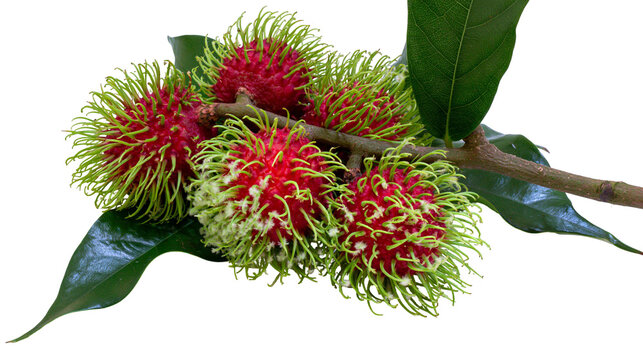 Isolated fresh exotic rambutan fruits with vibrant red skin and green spines on a leafy branch.