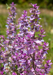 Salvia sclarea Large aromatic leaves and decorative lilac flower bracts used in aromatherapy. Very therapeutic fragrance. © Esin Deniz