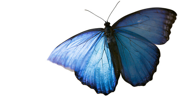 Isolated beautiful blue morpho butterfly with elegant wings resting gracefully on surface