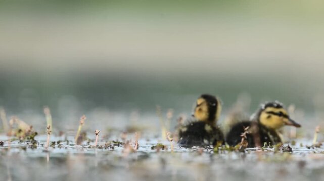 Fluffy ducklings paddle in calm marsh, reeds and green Bright day