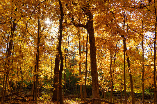 Fall leaves in park. Autumn forest. Nature in fall season. Autumnal season in park. Seasonal leaves and tree. Natural autumn. Autumn beauty of nature. Fall season. Nature in forest. Autumn colors