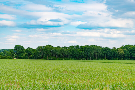Corn crop harvest in village. Field of corn. Agriculture and harvesting in farm. Corn crop. Cultivation and farming. Organic maize field. Field nature landscape